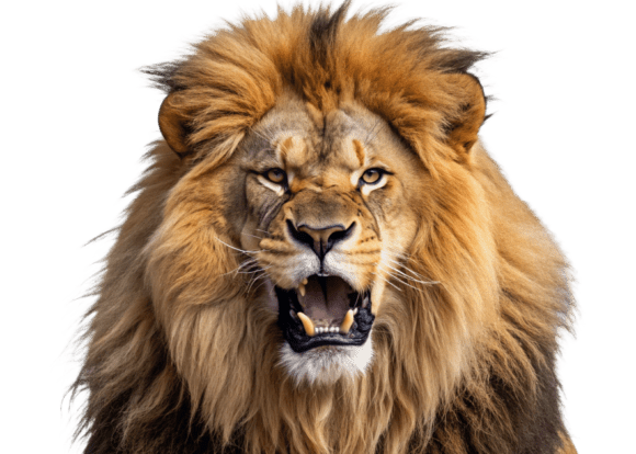 Download Roaring Lion Face with Open Mouth PNG - Mouth png Collection